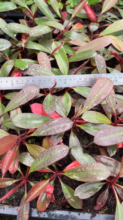 N. peltata – best selected clone