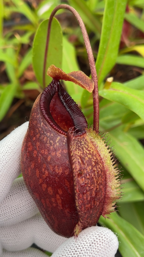 N. aristolochioides x diabolica - assorted clones from cuttings