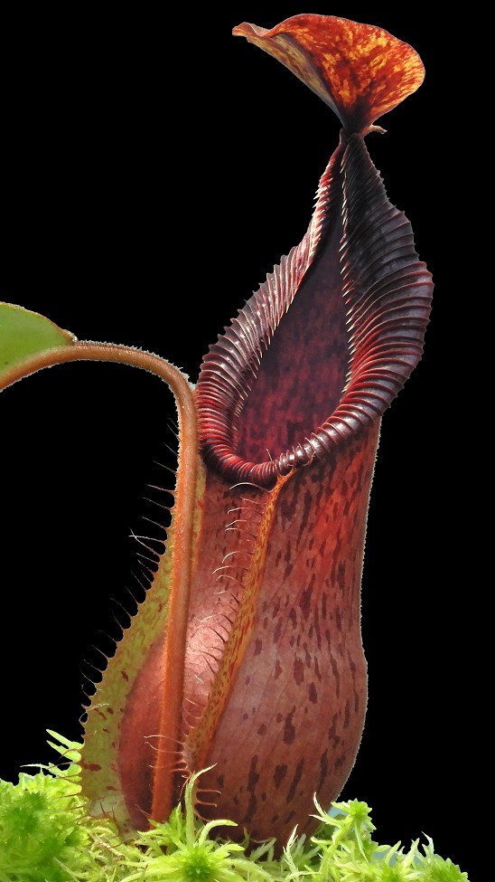 N. hamata x veitchii - assorted clones