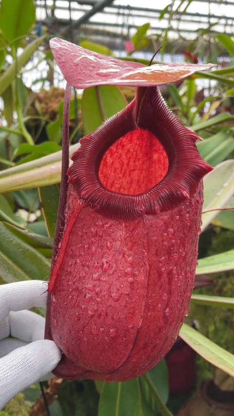 N. sibuyanensis x merrilliana – selected clones