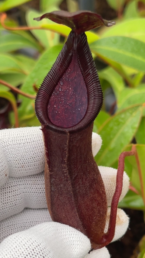 N. petiolata x (lowii x tentaculata) – assorted clones