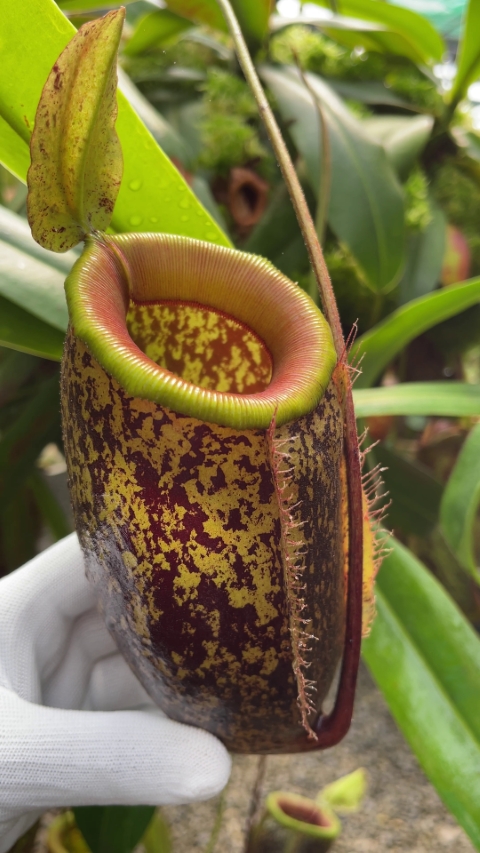 N. sibuyanensis x ampullaria – selected speckled clone