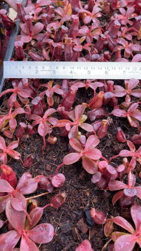 N. (veitchii x lowii) x spectabilis – assorted clones