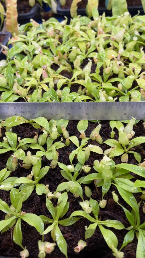 N. rafflesiana - Brunei - selected clone