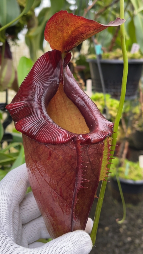 N. spathulata x tenuis - assorted clones