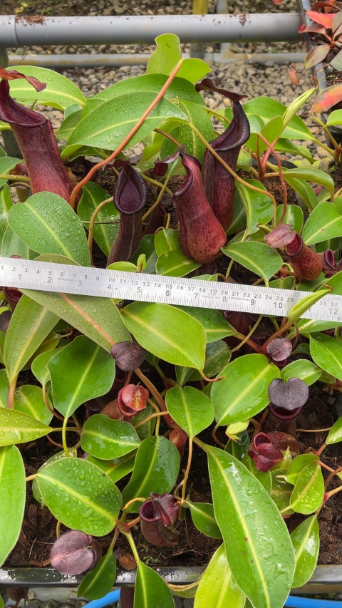 N. boschiana x lowii