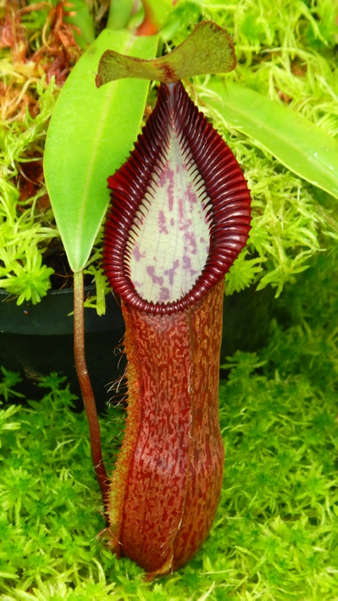 N. singalana x hamata - assorted clones