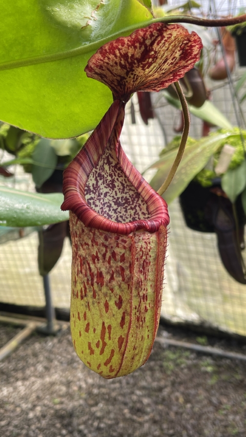 N. burbidgeae x petiolata - assorted clones
