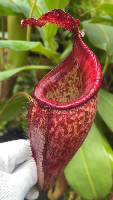 N. talangensis x glandulifera – selected clone