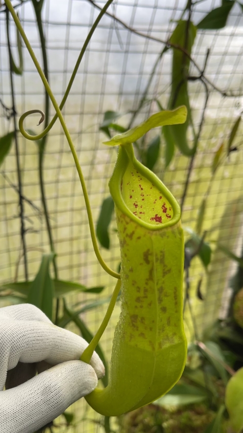 N. spathulata – best selected clone