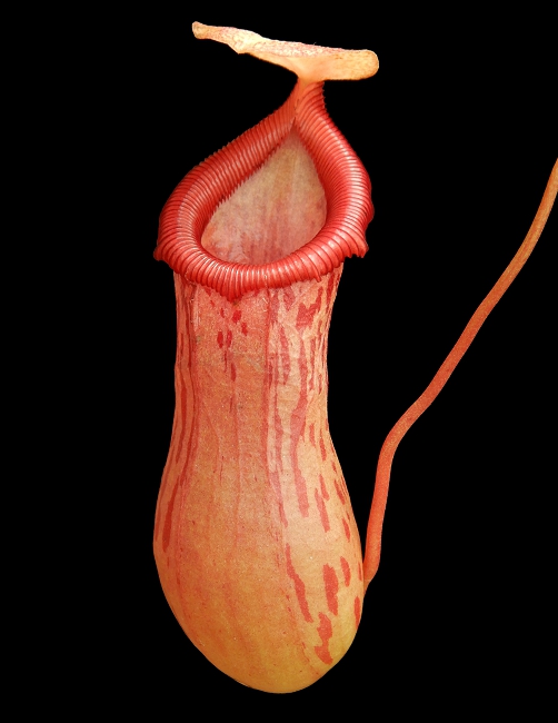 N. ventricosa x burkei – selected clone