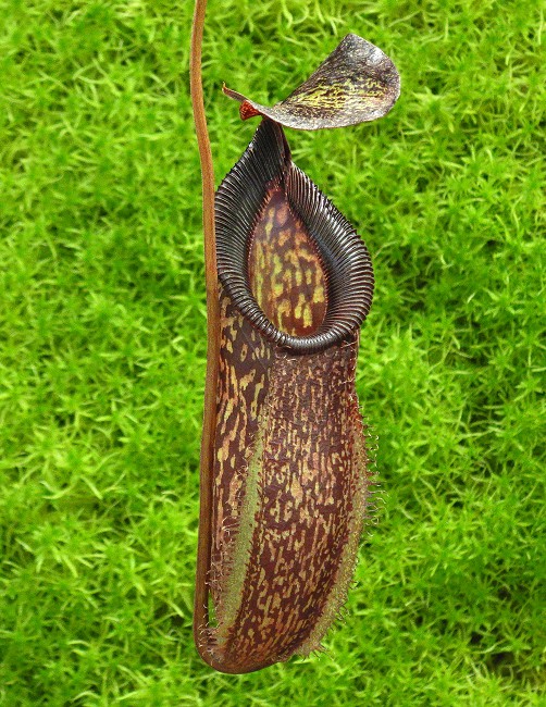 N. talangensis x hamata – assorted clones
