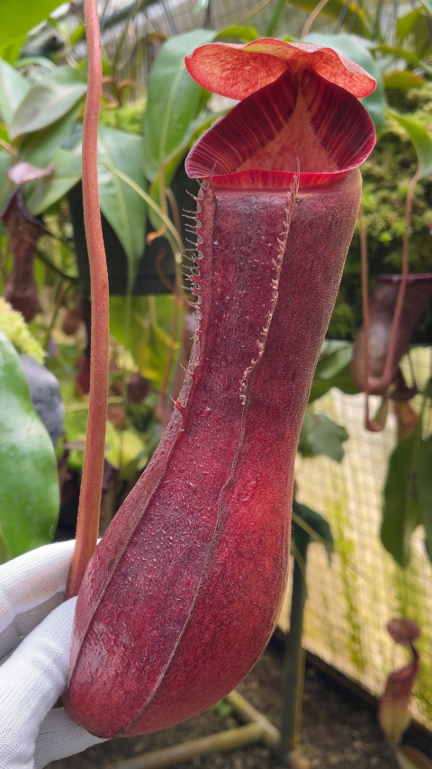 N. boschiana x lowii