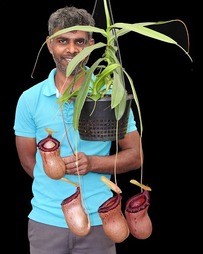 N. ventricosa x sibuyanensis – best selected clone