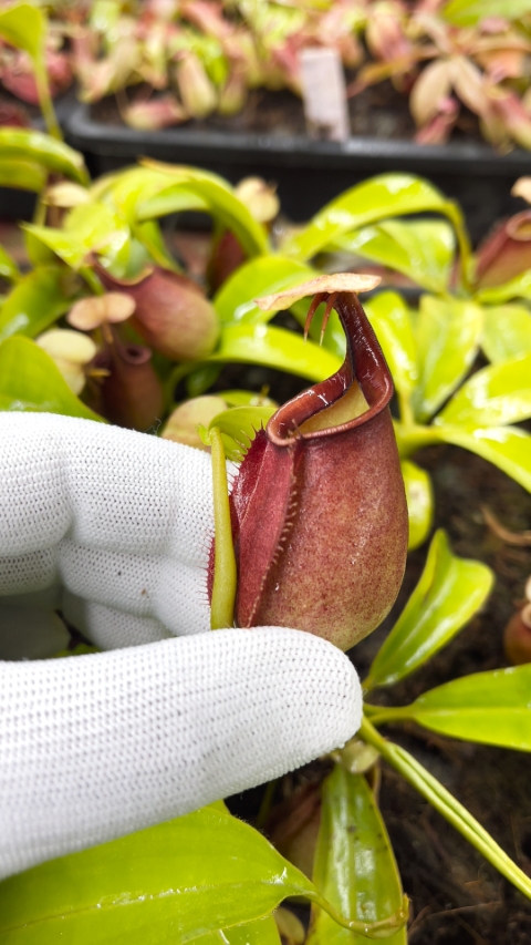 N. bicalcarata - Brunei orange - selected clone