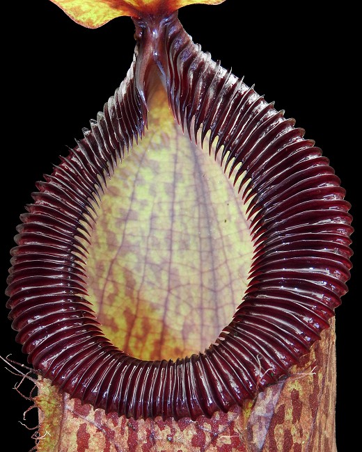 N. sibuyanensis x hamata - assorted clones