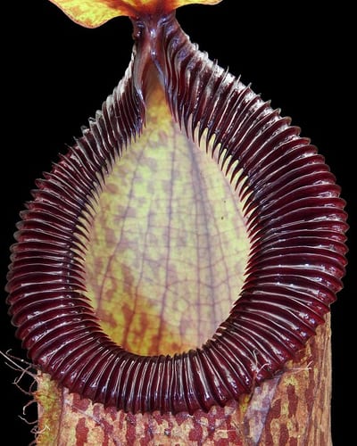N. sibuyanensis x hamata - assorted clones
