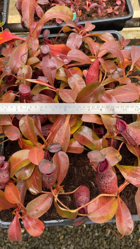 N. (veitchii x lowii) x spectabilis – assorted clones