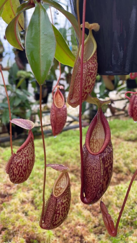 N. gymnamphora – tall form