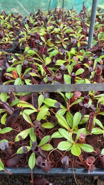 N. hamata x lowii - assorted clones