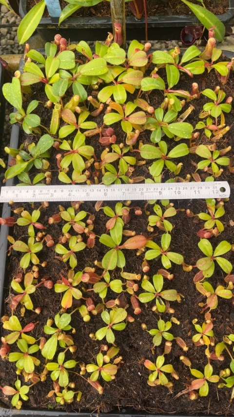 N. clipeata x (lowii x veitchii) - selected clones