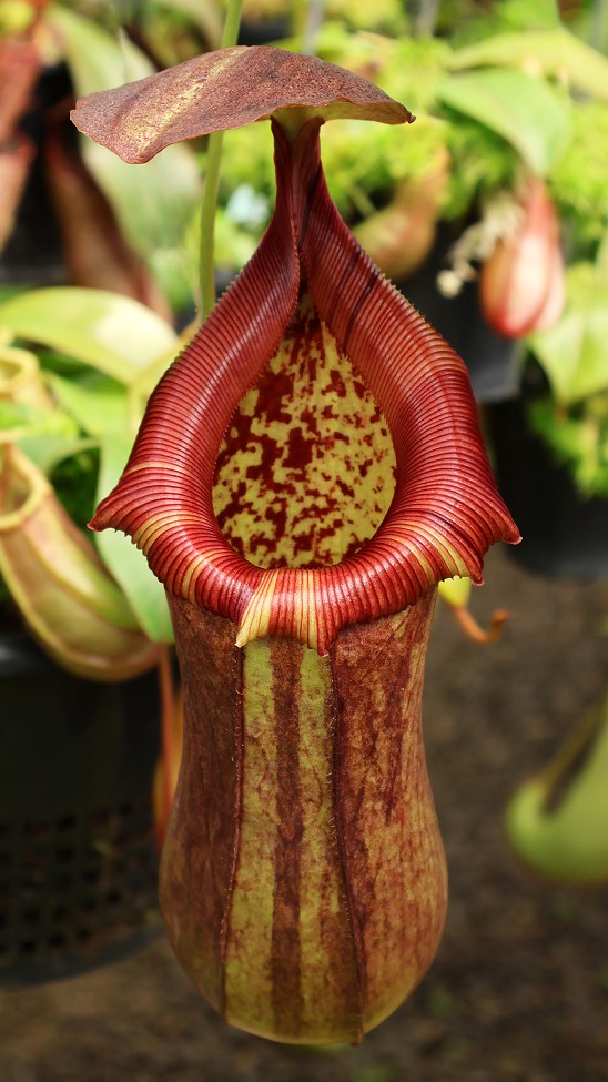 N. robcantleyi x ventricosa – assorted clones