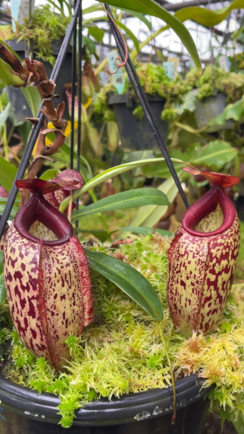 N. merrilliana x aristolochioides – best selected clones