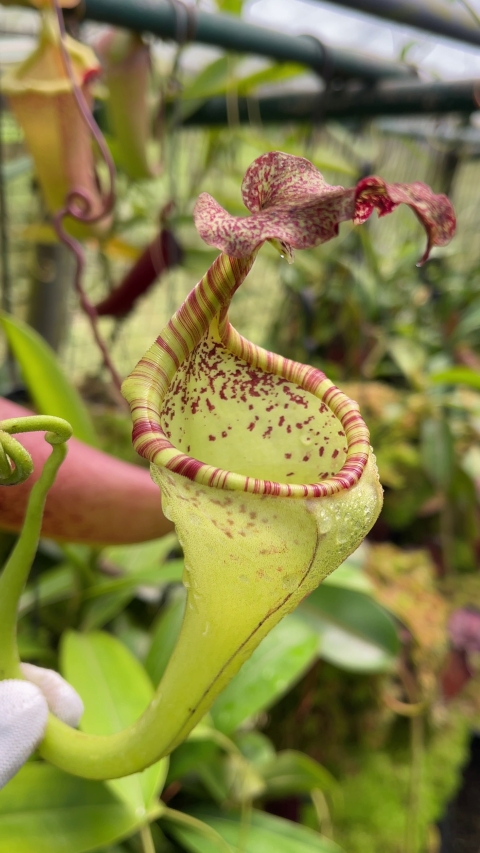 N. eymae – assorted clones