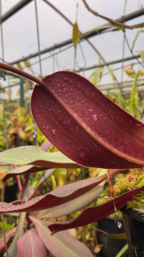 N. peltata x attenboroughii - assorted clones