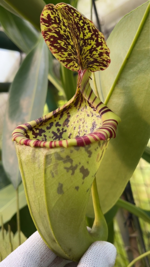 N. burbidgeae x campanulata – assorted clones