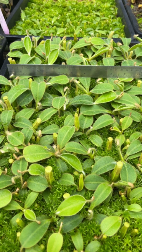 N. chaniana - assorted clones