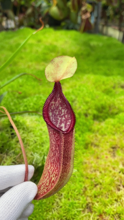 N. (singalana x diabolica) x hamata - assorted clones