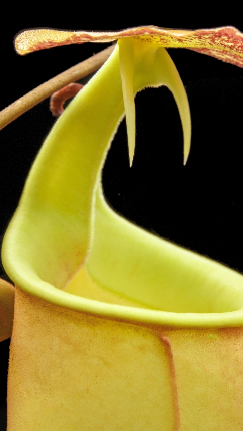 N. bicalcarata - Brunei red-flush - selected clone