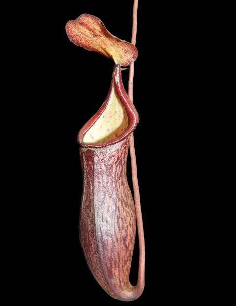 N. ceciliae - assorted clones