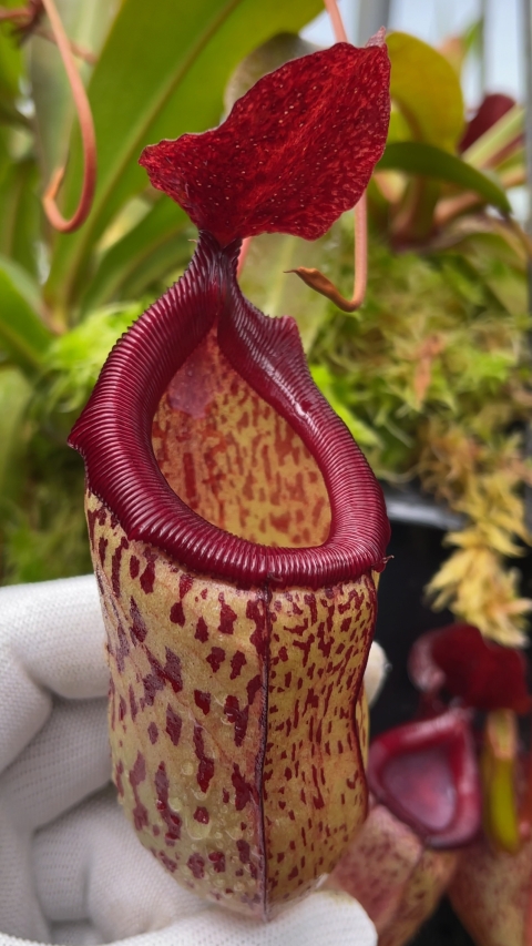 Nepenthes ‘Mimi’ - selected cultivar
