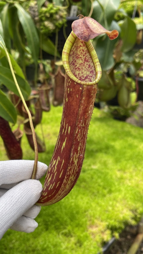 N. copelandii - assorted clones