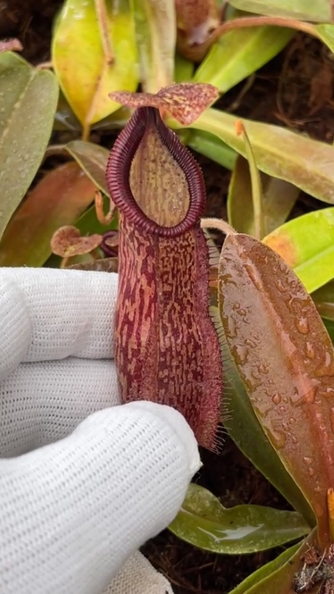 N. hamata x maxima - assorted clones