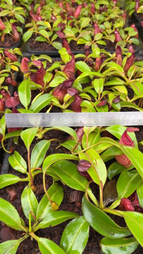 N. petiolata - assorted clones