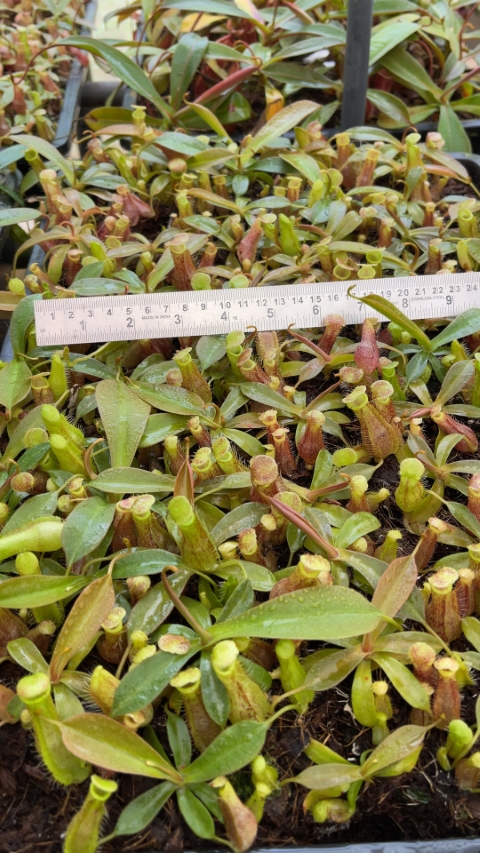 Nepenthes 'Helen' - selected cultivar