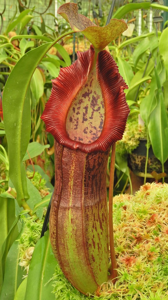 N. singalana x burkei - selected clone