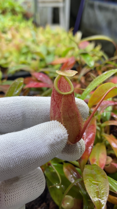 N. bellii - selected clone