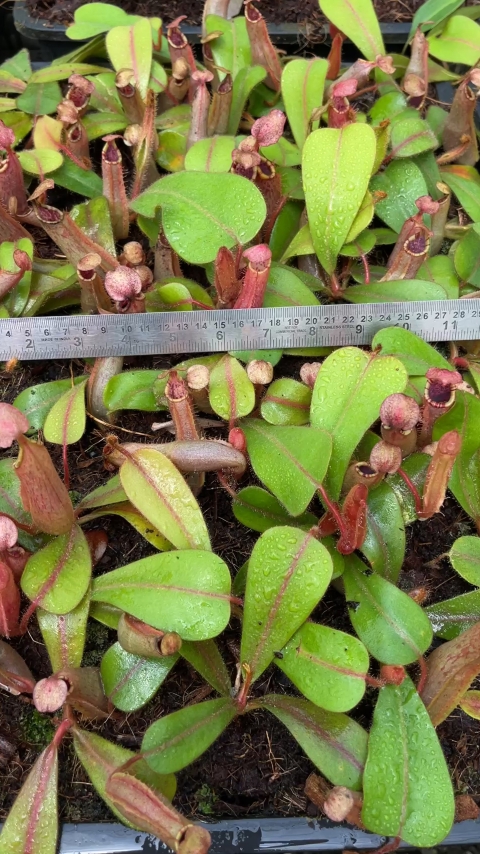 N. (veitchii x platychila) x veitchii – best selected clone