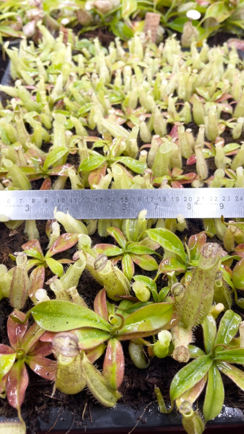 N. hirsuta - Serapi - assorted clones