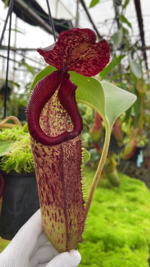 N. robcantleyi x klossii - assorted clones