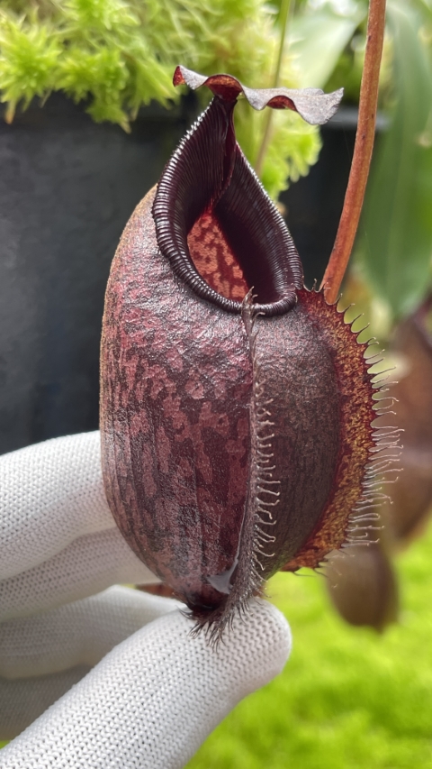 N. densiflora x aristolochioides – assorted clones