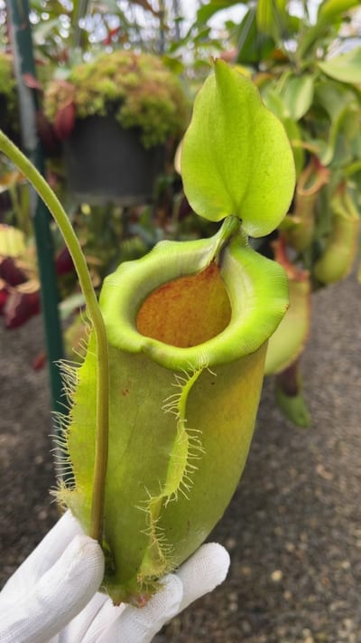 N. spathulata x ampullaria – solid green
