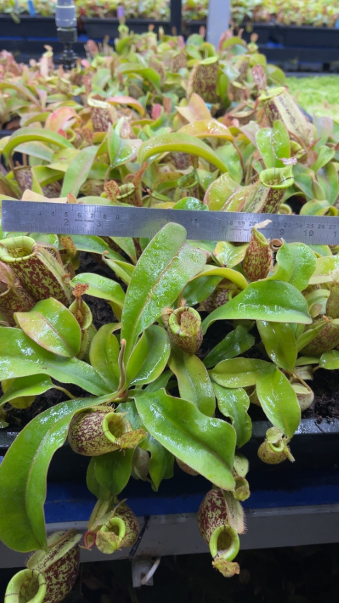 N. ampullaria x (veitchii x lowii) – selected clone