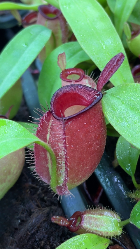 N. ampullaria - Brunei red - selected clone