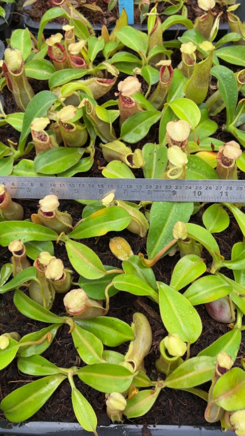 N. spathulata x veitchii