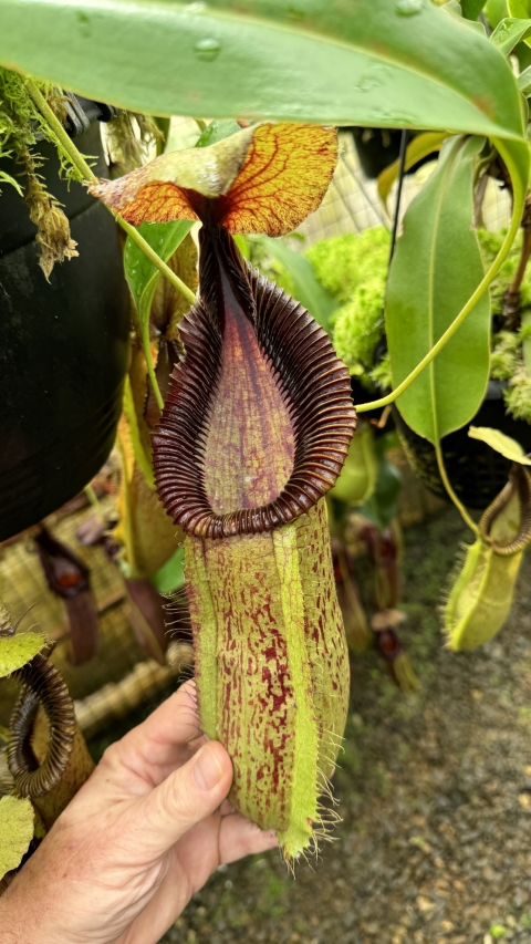 N. robcantleyi x hamata - assorted clones